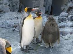 ペンギンの仲間たち
